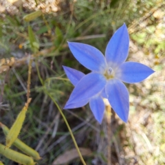 Wahlenbergia sp. (Bluebell) at Mount Majura (MMS) - 11 Feb 2024 by abread111