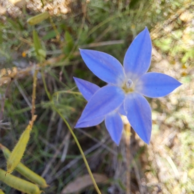 Wahlenbergia sp. (Bluebell) at Mount Majura - 11 Feb 2024 by abread111