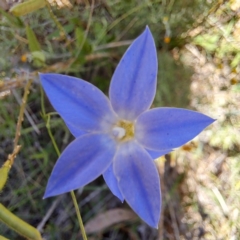 Wahlenbergia sp. at Mount Majura (MMS) - 11 Feb 2024