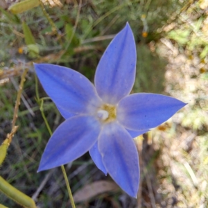 Wahlenbergia sp. at Mount Majura (MMS) - 11 Feb 2024 01:47 PM