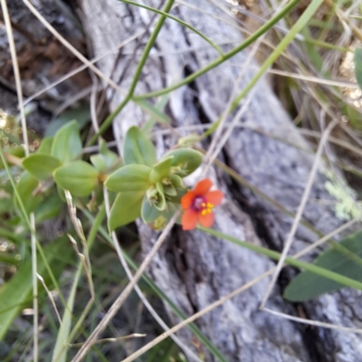 Lysimachia arvensis (Scarlet Pimpernel) at Mount Majura - 11 Feb 2024 by abread111