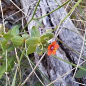 Lysimachia arvensis at Mount Majura - 11 Feb 2024