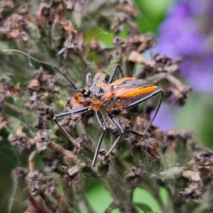Gminatus australis (Orange assassin bug) at QPRC LGA - 10 Feb 2024 by MatthewFrawley