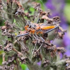 Gminatus australis at QPRC LGA - 11 Feb 2024