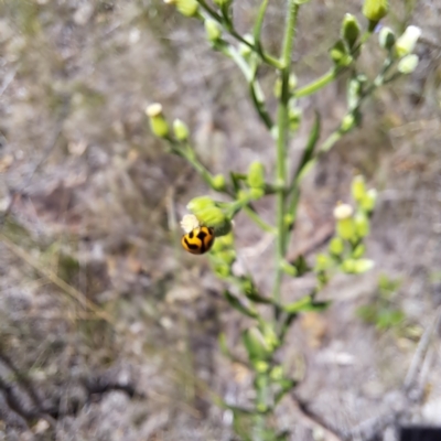 Coccinella transversalis (Transverse Ladybird) at Mount Majura (MMS) - 11 Feb 2024 by abread111