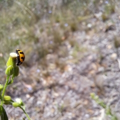 Coccinella transversalis at Mount Majura (MMS) - 11 Feb 2024