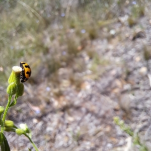 Coccinella transversalis at Mount Majura (MMS) - 11 Feb 2024 01:54 PM