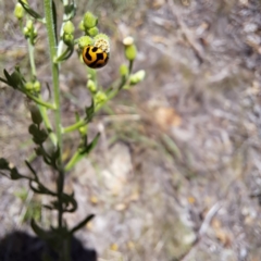 Coccinella transversalis at Mount Majura (MMS) - 11 Feb 2024 01:54 PM