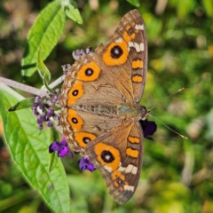 Junonia villida at QPRC LGA - 11 Feb 2024