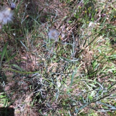 Senecio quadridentatus (Cotton Fireweed) at Mount Majura (MMS) - 11 Feb 2024 by abread111