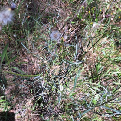 Senecio quadridentatus (Cotton Fireweed) at Mount Majura - 11 Feb 2024 by abread111