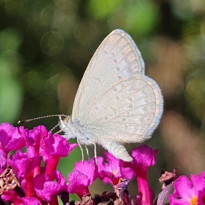 Zizina otis (Common Grass-Blue) at QPRC LGA - 11 Feb 2024 by MatthewFrawley