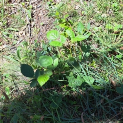 Rubus anglocandicans (Blackberry) at Mount Majura (MMS) - 11 Feb 2024 by abread111