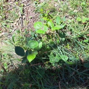 Rubus anglocandicans at Mount Majura (MMS) - 11 Feb 2024 02:05 PM