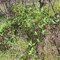 Rubus anglocandicans (Blackberry) at Hackett, ACT - 11 Feb 2024 by abread111