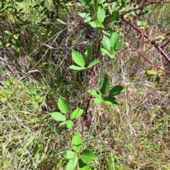 Rubus anglocandicans at Mount Majura (MMS) - 11 Feb 2024