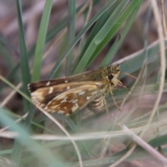 Atkinsia dominula (Two-brand grass-skipper) at Captains Flat, NSW - 10 Feb 2024 by Csteele4
