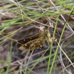 Atkinsia dominula at QPRC LGA - suppressed