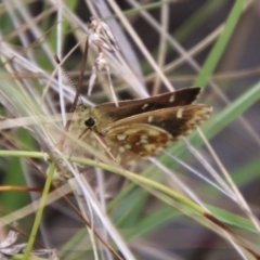 Atkinsia dominula at QPRC LGA - suppressed