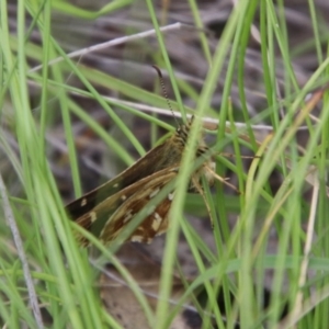 Atkinsia dominula at QPRC LGA - suppressed