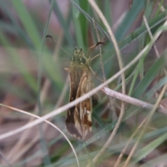 Atkinsia dominula at QPRC LGA - suppressed