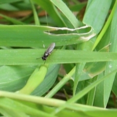 Unidentified True fly (Diptera) at Lyons, ACT - 10 Feb 2024 by ran452