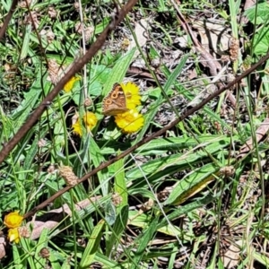 Junonia villida at Mount Majura (MMS) - 11 Feb 2024