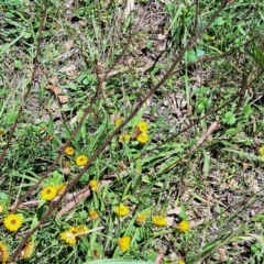 Junonia villida at Mount Majura (MMS) - 11 Feb 2024