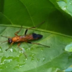 Ctenochares bicolorus (Black-tipped orange ichneumon) at QPRC LGA - 11 Feb 2024 by Paul4K