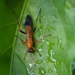 Ctenochares bicolorus at QPRC LGA - 11 Feb 2024