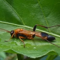 Ctenochares bicolorus at QPRC LGA - suppressed