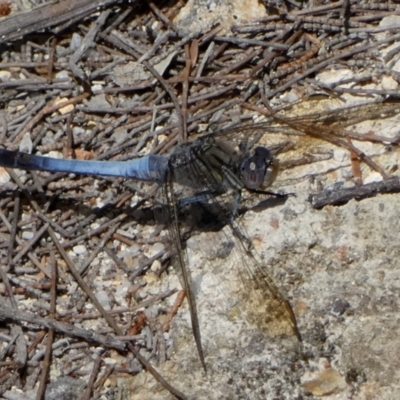 Orthetrum caledonicum (Blue Skimmer) at Borough, NSW - 11 Feb 2024 by Paul4K