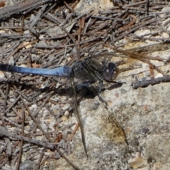 Orthetrum caledonicum (Blue Skimmer) at Borough, NSW - 11 Feb 2024 by Paul4K