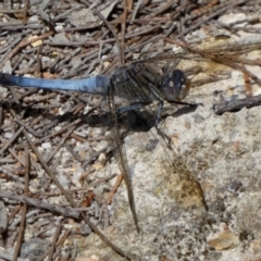 Orthetrum caledonicum at QPRC LGA - 11 Feb 2024