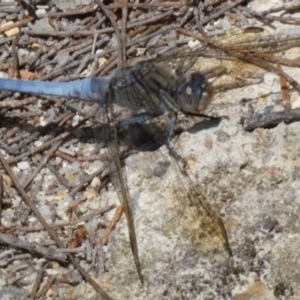 Orthetrum caledonicum at QPRC LGA - 11 Feb 2024