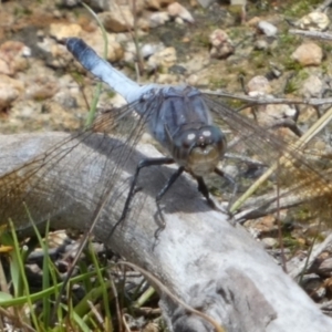 Orthetrum caledonicum at QPRC LGA - 11 Feb 2024