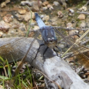 Orthetrum caledonicum at QPRC LGA - 11 Feb 2024