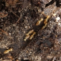 Unidentified Termite (superfamily Termitoidea) at Borough, NSW - 11 Feb 2024 by Paul4K
