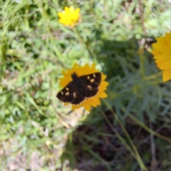 Dispar compacta (Barred Skipper) at Hackett, ACT - 11 Feb 2024 by abread111