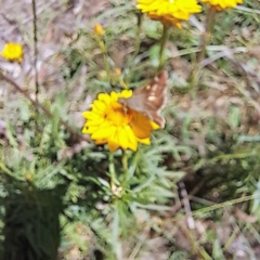 Dispar compacta at Mount Majura (MMS) - 11 Feb 2024