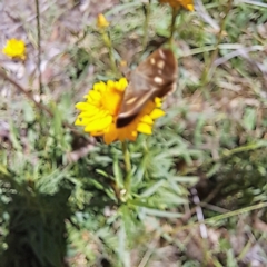 Dispar compacta at Mount Majura (MMS) - 11 Feb 2024