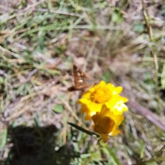 Dispar compacta at Mount Majura (MMS) - 11 Feb 2024