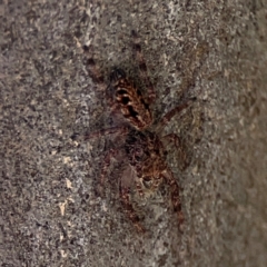 Unidentified Jumping or peacock spider (Salticidae) at Point 5204 - 11 Feb 2024 by Hejor1