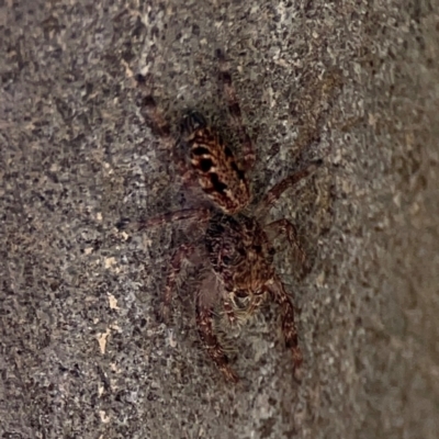 Servaea sp. (genus) at Black Mountain - 11 Feb 2024 by Hejor1