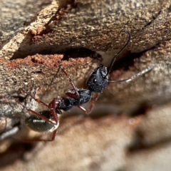 Camponotus suffusus (Golden-tailed sugar ant) at Point 5204 - 11 Feb 2024 by Hejor1