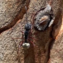 Camponotus suffusus at Point 5204 - 11 Feb 2024 01:29 PM