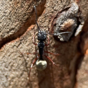 Camponotus suffusus at Point 5204 - 11 Feb 2024 01:29 PM