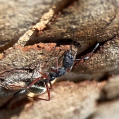 Camponotus suffusus at Point 5204 - 11 Feb 2024 01:29 PM