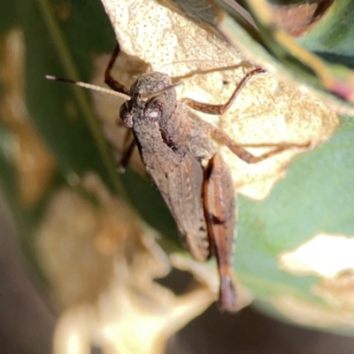 Phaulacridium vittatum (Wingless Grasshopper) at Yarralumla, ACT - 11 Feb 2024 by Hejor1
