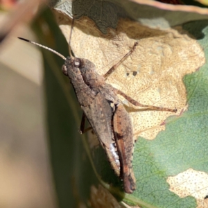 Phaulacridium vittatum at Black Mountain - 11 Feb 2024